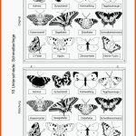 Grundschule Unterrichtsmaterial FÃ¤cherÃ¼bergreifend Schmetterlinge ... Fuer Symmetrie Schmetterling Arbeitsblatt