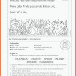 Grundschule Unterrichtsmaterial Fuer Stockwerke Des Waldes Arbeitsblatt Klett