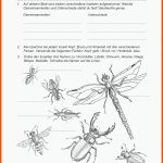 Grundschule Unterrichtsmaterial Natur/mensch/gesellschaft Ameisen ... Fuer Körperbau Insekten Arbeitsblatt