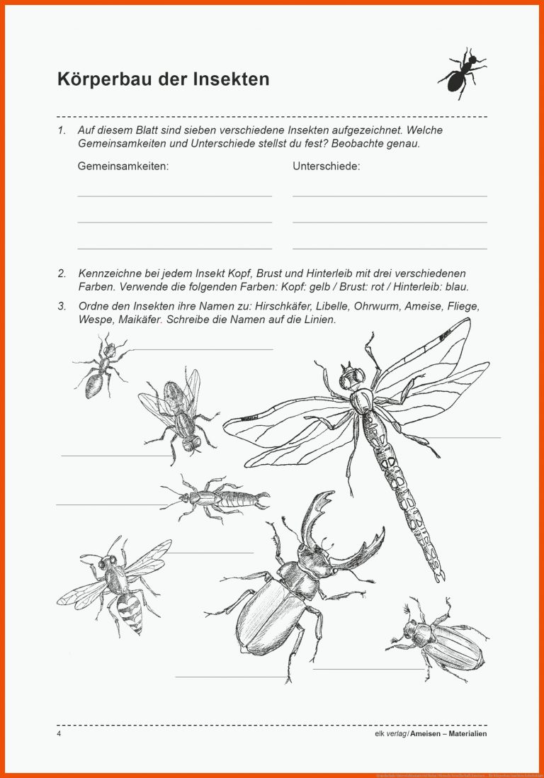 Grundschule Unterrichtsmaterial Natur/Mensch/Gesellschaft Ameisen ... für körperbau insekten arbeitsblatt