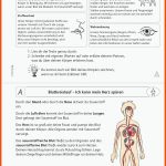 Grundschule Unterrichtsmaterial Sachunterricht KÃ¶rper Und Gesundheit Fuer Stoffe Und Körper Arbeitsblatt