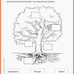 Grundschule Unterrichtsmaterial Sachunterricht Natur Und Leben Fuer 2 Klasse Sachunterricht Arbeitsblätter