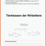 Grundschule Unterrichtsmaterial Sachunterricht Natur Und Leben Fuer Abstammung Katze Arbeitsblatt