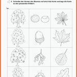 Grundschule Unterrichtsmaterial Sachunterricht Natur Und Leben ... Fuer Arbeitsblätter Bäume 3 Klasse