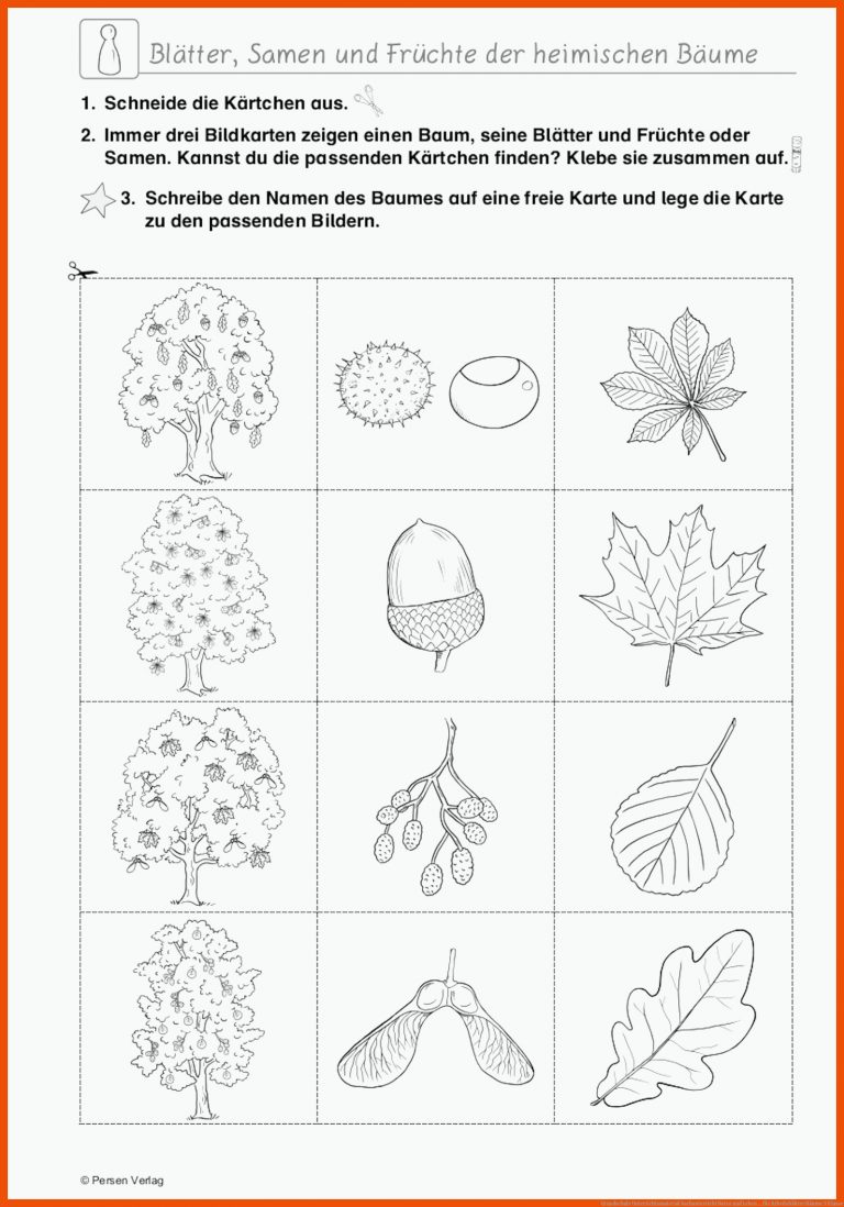 Grundschule Unterrichtsmaterial Sachunterricht Natur Und Leben ... Fuer Arbeitsblätter Bäume 3 Klasse