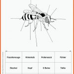Grundschule Unterrichtsmaterial Sachunterricht Natur Und Leben ... Fuer Arbeitsblätter Biologie Insekten
