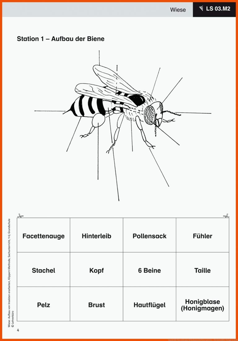 Grundschule Unterrichtsmaterial Sachunterricht Natur und Leben ... für arbeitsblätter biologie insekten