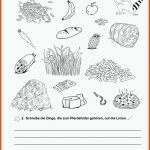 Grundschule Unterrichtsmaterial Sachunterricht Natur Und Leben ... Fuer Arbeitsblatt Pferd Biologie