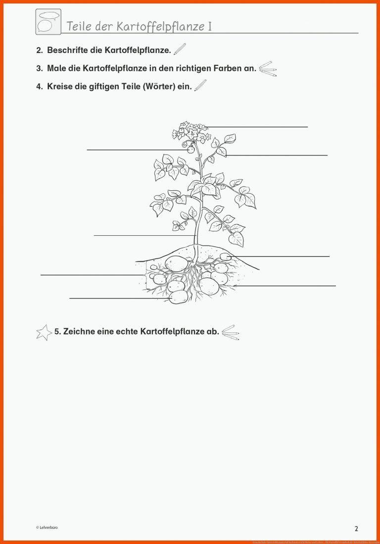Grundschule Unterrichtsmaterial Sachunterricht Natur und Leben ... für kartoffel grundschule arbeitsblätter kostenlos