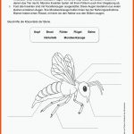 Grundschule Unterrichtsmaterial Sachunterricht Natur Und Leben Fuer Mundwerkzeuge Insekten Arbeitsblatt