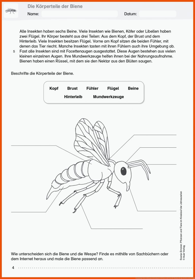 Grundschule Unterrichtsmaterial Sachunterricht Natur und Leben für mundwerkzeuge insekten arbeitsblatt