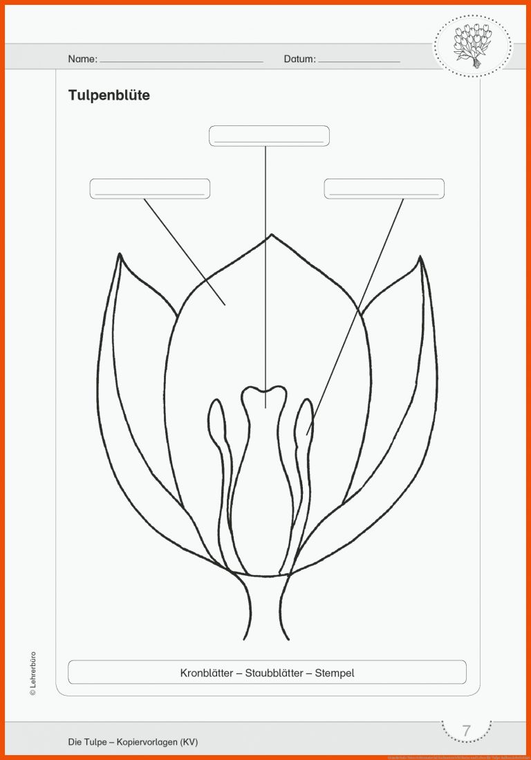 Grundschule Unterrichtsmaterial Sachunterricht Natur und Leben für tulpe aufbau arbeitsblatt