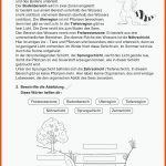 Grundschule Unterrichtsmaterial Sachunterricht Natur Und Leben Fuer Zonierung See Arbeitsblatt