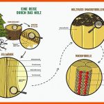 Grundwissen Ã¼ber Den Rohstoff Holz Papier Macht Schule Fuer Rohstoff Holz Arbeitsblatt