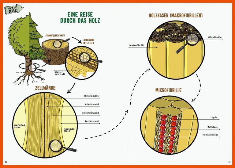 Grundwissen Ã¼ber den Rohstoff Holz | Papier macht Schule für rohstoff holz arbeitsblatt