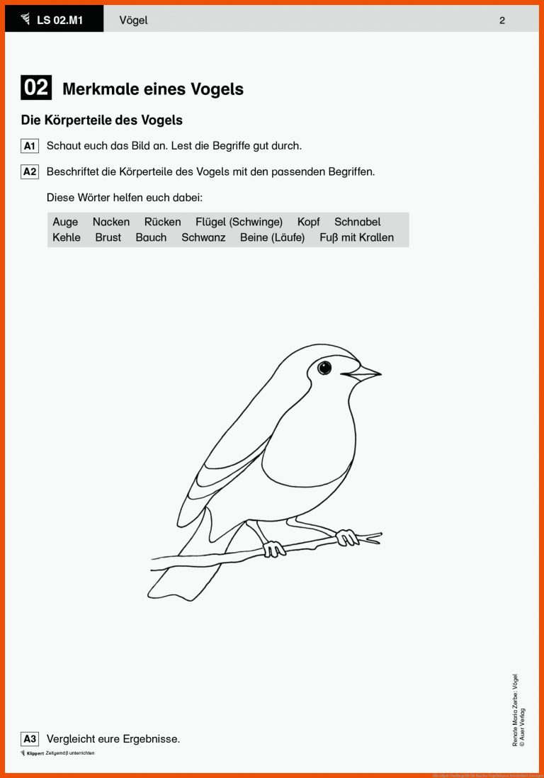 HÃ¤ufigste Suchbegriffe Fuer Bau Des Vogelkörpers Arbeitsblatt Lösungen