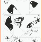 HÃ¤ufigste Suchbegriffe Fuer Symmetrie Schmetterling Arbeitsblatt