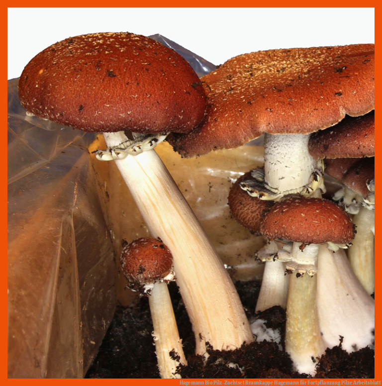 Hagemann Bio Pilz-Zuchtset Braunkappe | Hagemann für fortpflanzung pilze arbeitsblatt