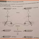 Hallo Kann Mir Jmd.diese Aufgabe ErklÃ¤ren Verstee Es Nicht? (bio ... Fuer Keimung Arbeitsblatt