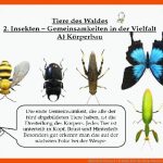 Hallo Liebe Klasse 8 C M Hallo Liebe Fuer Körperbau Insekten Arbeitsblatt