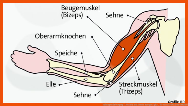 Haltung Und Bewegung 1: Muskeln Und Sehnen Biologie Alpha ... Fuer Arbeitsblatt Aufbau Muskel