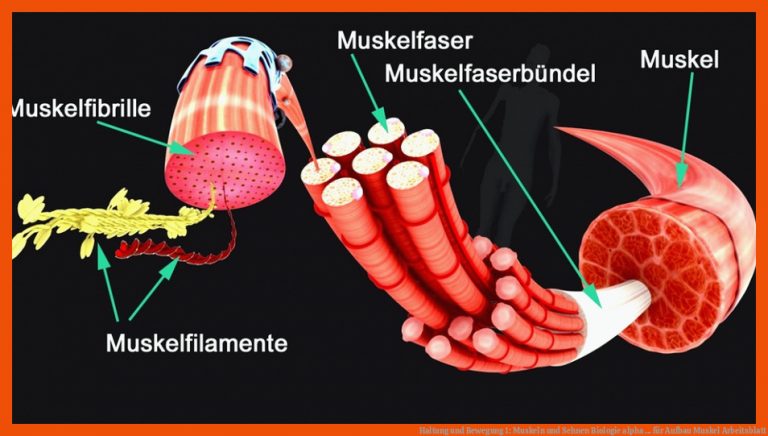 Haltung Und Bewegung 1: Muskeln Und Sehnen Biologie Alpha ... Fuer Aufbau Muskel Arbeitsblatt