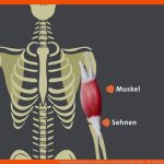 Haltung Und Bewegung 1: Muskeln Und Sehnen Biologie Alpha ... Fuer Muskulatur Und Bewegung Arbeitsblatt Mit Lösungen