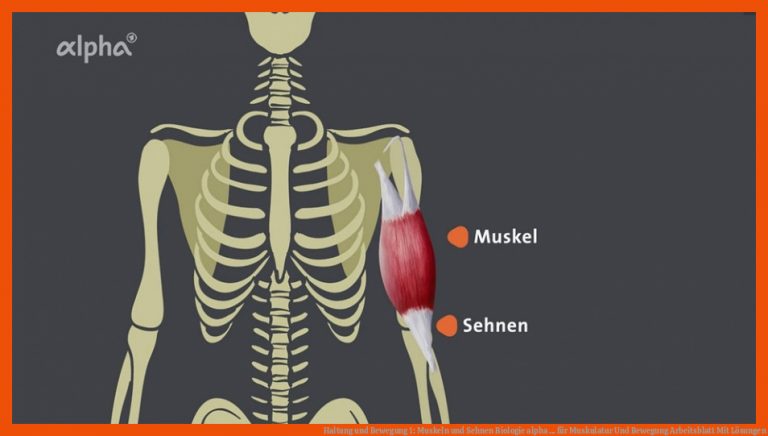 Haltung und Bewegung 1: Muskeln und Sehnen | Biologie | alpha ... für muskulatur und bewegung arbeitsblatt mit lösungen