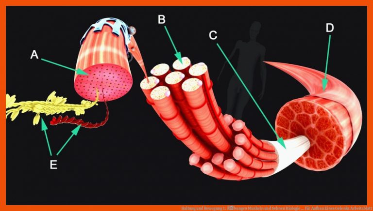 Haltung Und Bewegung 1: Ãbungen Muskeln Und Sehnen Biologie ... Fuer Aufbau Eines Gelenks Arbeitsblatt