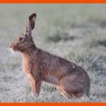 Hase & Kaninchen - Was ist Der Unterschied? Fuer Unterschied Hase Kaninchen Arbeitsblatt