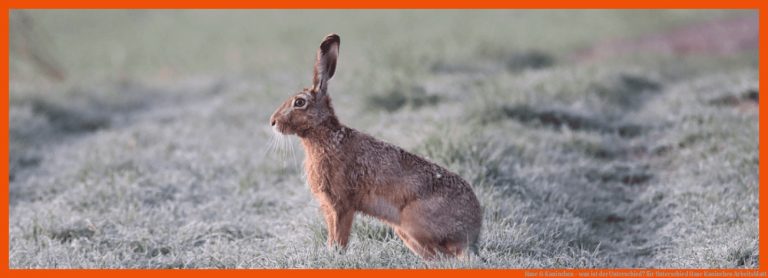 Hase & Kaninchen - was ist der Unterschied? für unterschied hase kaninchen arbeitsblatt