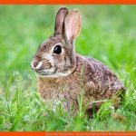 Hase Oder Kaninchen - Wo ist Der Unterschied? Fuer Unterschied Hase Kaninchen Arbeitsblatt