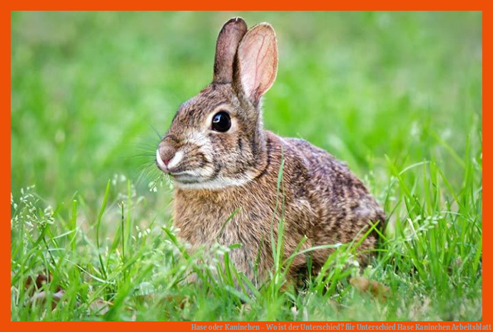 Hase oder Kaninchen - Wo ist der Unterschied? für unterschied hase kaninchen arbeitsblatt