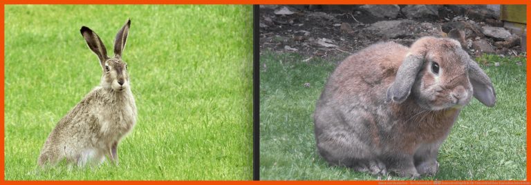 Hasen und Kaninchen - Der Unterschied â homeschooling4kids für unterschied hase kaninchen arbeitsblatt