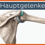 Hauptgelenke Fuer Aufbau Eines Gelenks Arbeitsblatt