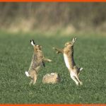 Haustiere: Hasen Und Kaninchen - Hasen Und Kaninchen - Haustiere ... Fuer Feldhase Und Wildkaninchen Arbeitsblatt