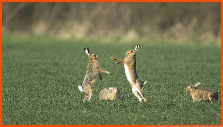Haustiere: Hasen Und Kaninchen - Hasen Und Kaninchen - Haustiere ... Fuer Feldhase Und Wildkaninchen Arbeitsblatt