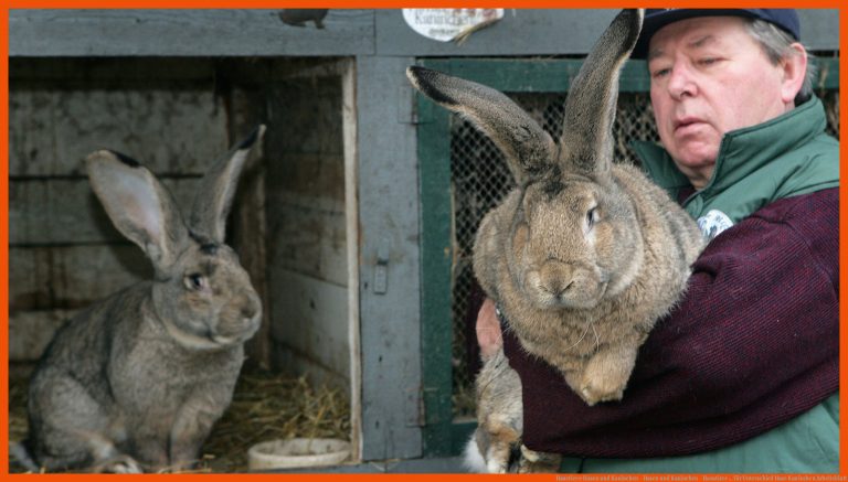Haustiere: Hasen und Kaninchen - Hasen und Kaninchen - Haustiere ... für unterschied hase kaninchen arbeitsblatt
