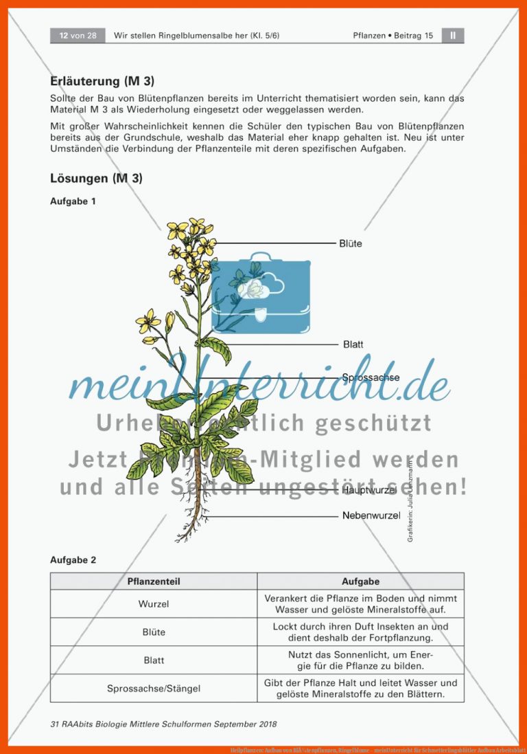 Heilpflanzen: Aufbau von BlÃ¼tenpflanzen, Ringelblume - meinUnterricht für schmetterlingsblütler aufbau arbeitsblatt