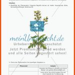 Heilpflanzen: Aufbau Von BlÃ¼tenpflanzen, Ringelblume - Meinunterricht Fuer Schmetterlingsblütler Aufbau Arbeitsblatt