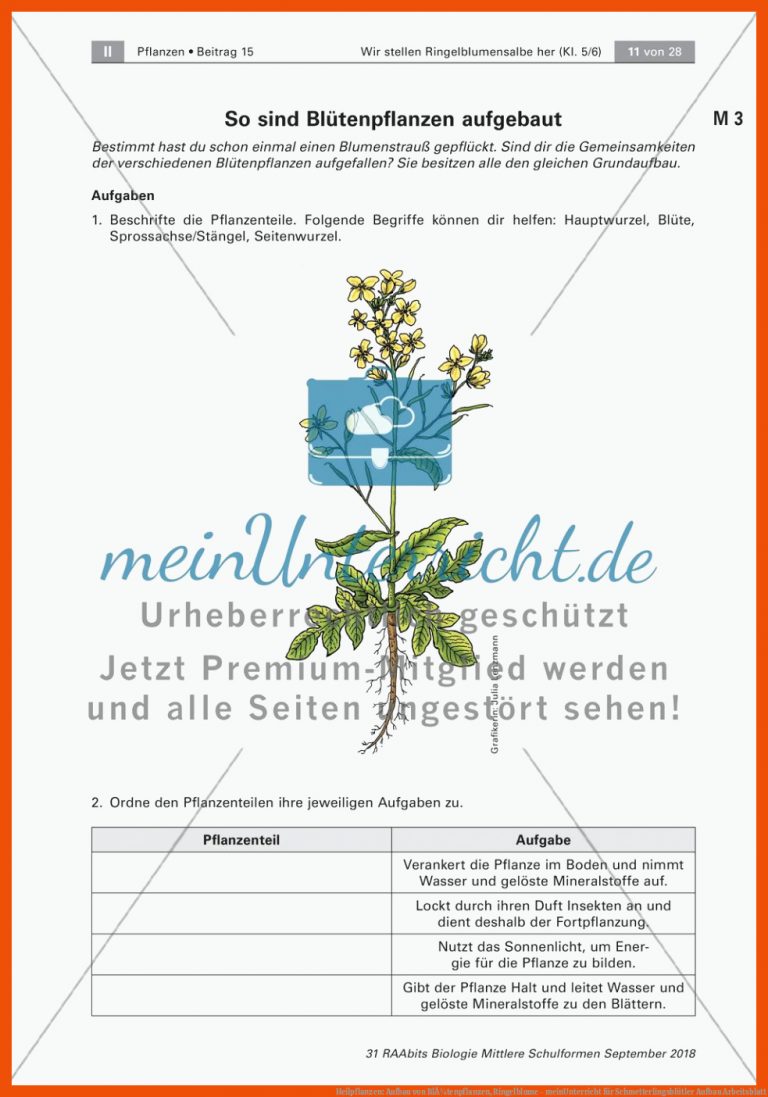 Heilpflanzen: Aufbau von BlÃ¼tenpflanzen, Ringelblume - meinUnterricht für schmetterlingsblütler aufbau arbeitsblatt