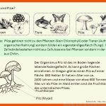 Heimische Pilze. - Ppt Video Online Herunterladen Fuer fortpflanzung Pilze Arbeitsblatt