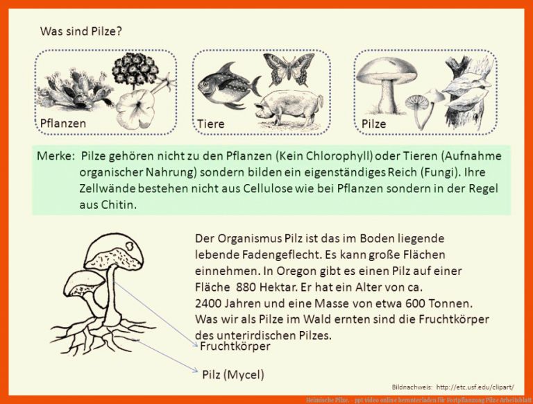 Heimische Pilze. - ppt video online herunterladen für fortpflanzung pilze arbeitsblatt