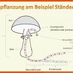 Heimische Pilze. - Ppt Video Online Herunterladen Fuer fortpflanzung Pilze Arbeitsblatt