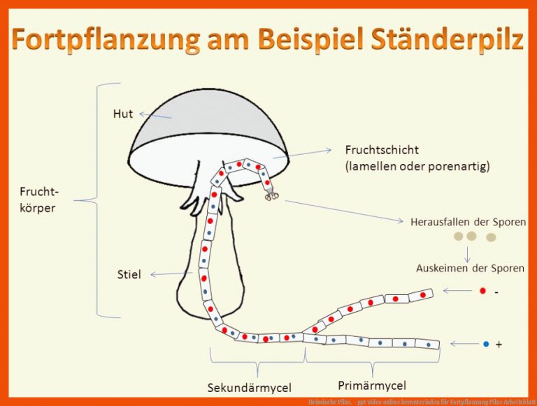 Heimische Pilze. - ppt video online herunterladen für fortpflanzung pilze arbeitsblatt