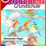 Heimische VÃ¶gel Fuer Vögel Und Ihre Nester Arbeitsblatt