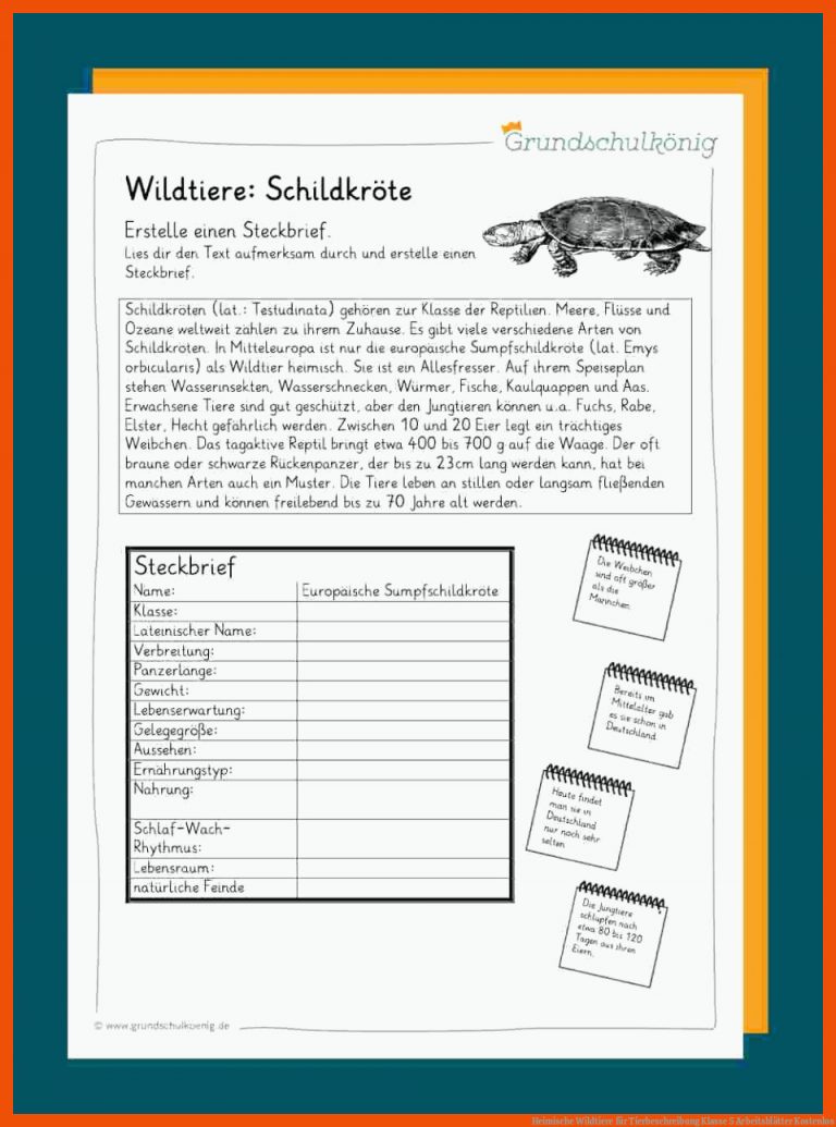 Heimische Wildtiere für tierbeschreibung klasse 5 arbeitsblätter kostenlos