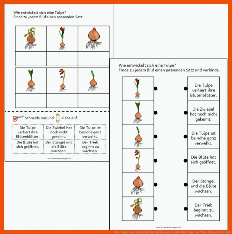 Herr Sonderbar: FrÃ¼hblÃ¼her (Aufbau und Kreislauf der Tulpe) für tulpe aufbau arbeitsblatt
