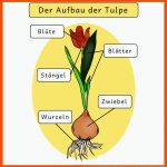 Herr sonderbar: FrÃ¼hblÃ¼her (aufbau Und Kreislauf Der Tulpe) Fuer Tulpe Aufbau Arbeitsblatt