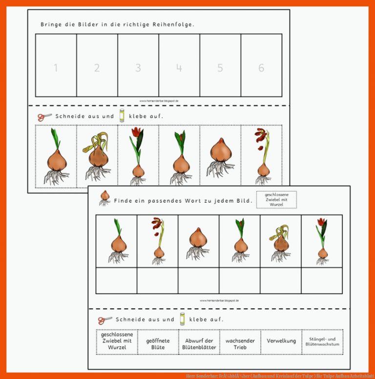 Herr sonderbar: FrÃ¼hblÃ¼her (aufbau Und Kreislauf Der Tulpe) Fuer Tulpe Aufbau Arbeitsblatt